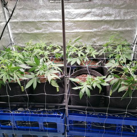 SmileySeeds Cosmic Cookies #1 - 4 growlog photo: Almost on autopilot 💯