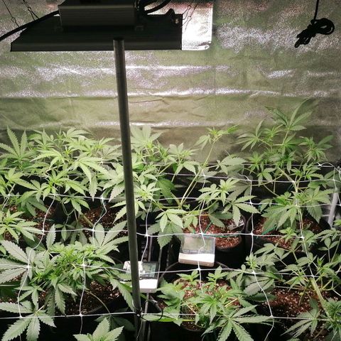 SmileySeeds Cosmic Cookies #1 - 4 growlog photo: 
Cosmic Cookies on the left and Strawberry Banana on the right 🙂 27 days from seed. 
LED set to 75% with PPFD reaching 700-750 on canopy edges & 1150 centrally!