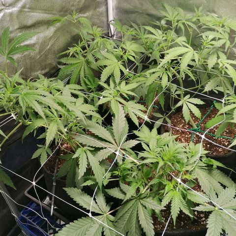 SmileySeeds Cosmic Cookies #1 - 4 growlog photo: #1 - 4