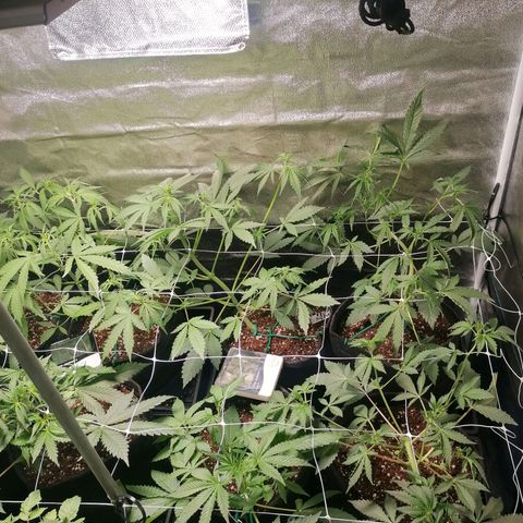 SmileySeeds Strawberry Banana #1 - 4 growlog photo: #1 - 4