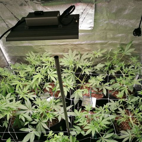 SmileySeeds Cosmic Cookies #1 - 4 growlog photo: Bending & tying those ladies up 🙂 supercropping where necessary! 