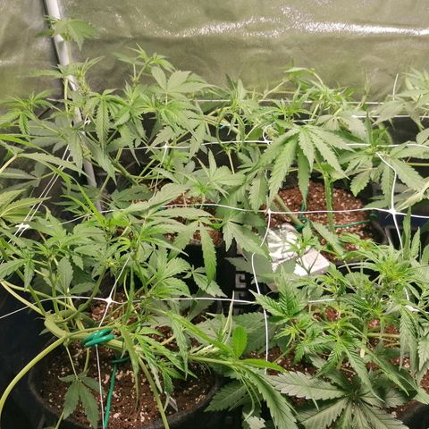 SmileySeeds Cosmic Cookies #1 - 4 growlog photo: Consistently training! 💯 Light defoliation