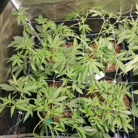 SmileySeeds Cosmic Cookies #1 - 4 growlog photo: Consistently training! 💯 Light defoliation