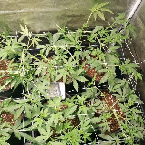 SmileySeeds Strawberry Banana #1 - 4 growlog photo: Consistently training! 💯 Light defoliation 