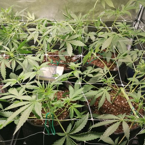 SmileySeeds Strawberry Banana #1 - 4 growlog photo: Consistently training! 💯 Light defoliation 