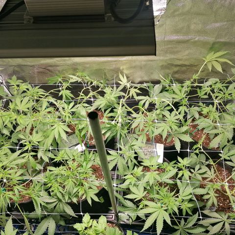 SmileySeeds Cosmic Cookies #1 - 4 growlog photo: Still training to promote as many of the lower budsites as possible 💯 someone important said once, "don't get complacent!" 