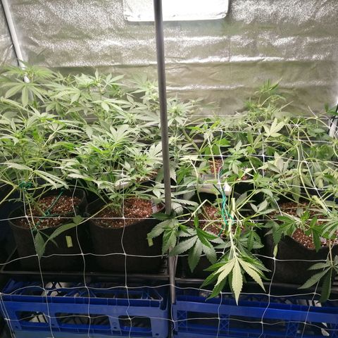 SmileySeeds Cosmic Cookies #1 - 4 growlog photo: May have forgetten to get a before shot but these are midway through another training session 🥅 one branch left to stretch but incredible recovery after last abuse! 