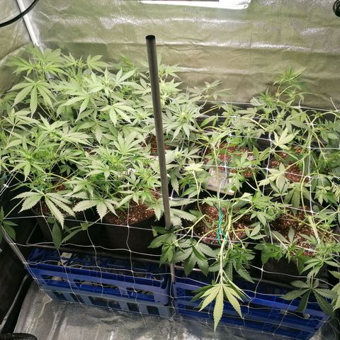 SmileySeeds Cosmic Cookies #1 - 4 growlog photo: May have forgetten to get a before shot but these are midway through another training session 🥅 one branch left to stretch but incredible recovery after last abuse! 