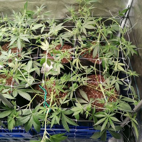 SmileySeeds Cosmic Cookies #1 - 4 growlog photo: Immediately after training ✂️