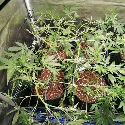 SmileySeeds Cosmic Cookies #1 - 4 growlog photo: Immediately after training ✂️