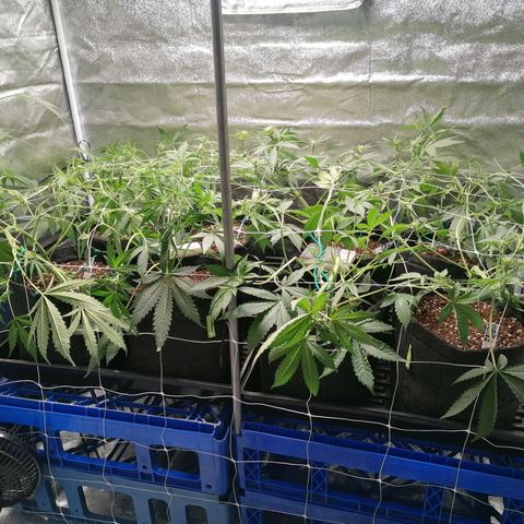 SmileySeeds Cosmic Cookies #1 - 4 growlog photo: Immediately after training ✂️