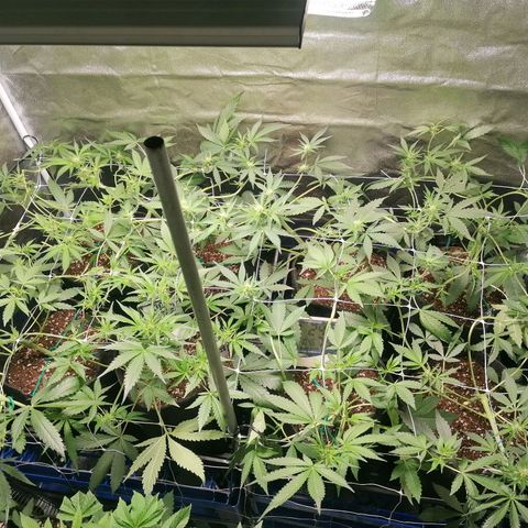SmileySeeds Cosmic Cookies #1 - 4 growlog photo: Auto recovery 😎 15 hours later after a heavy training session ✂️🥅
