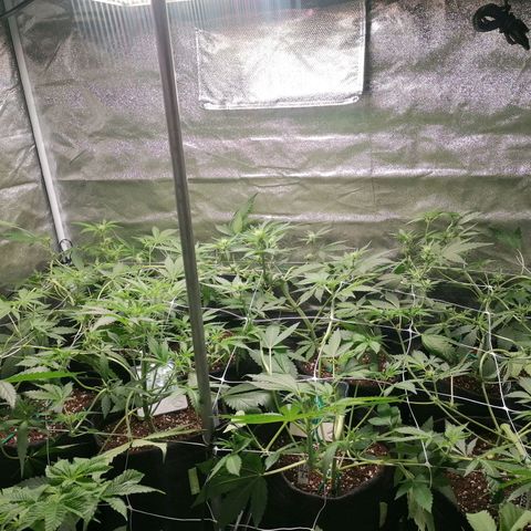 SmileySeeds Cosmic Cookies #1 - 4 growlog photo: Auto recovery 😎 15 hours later after a heavy training session ✂️🥅