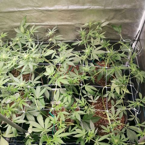 SmileySeeds Strawberry Banana #1 - 4 growlog photo: 15 hour recovery 🥅