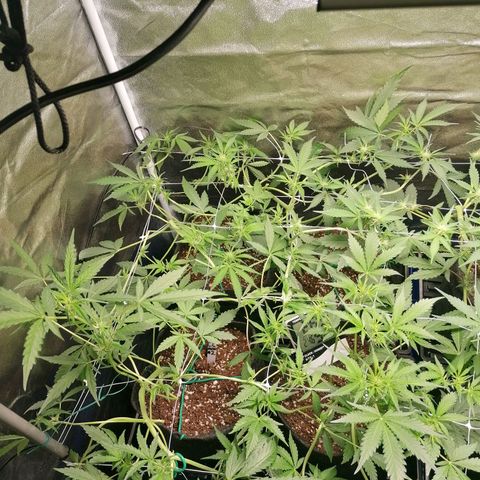 SmileySeeds Cosmic Cookies #1 - 4 growlog photo: 15 hour recovery 🥅✂️