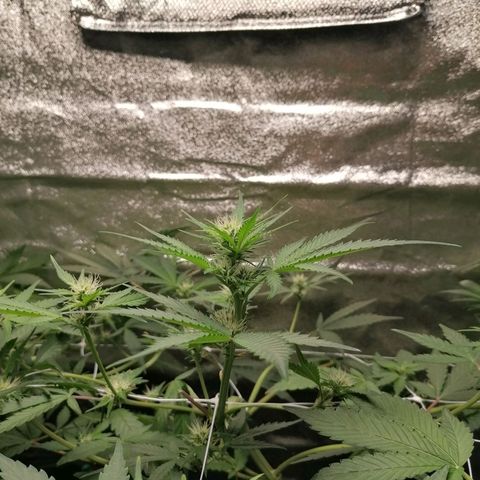 SmileySeeds Cosmic Cookies #1 - 4 growlog photo: GM defoliation technique ☯️✂️
