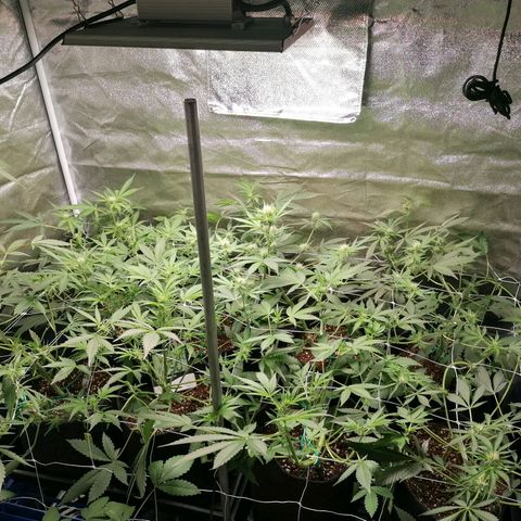 SmileySeeds Cosmic Cookies #1 - 4 growlog photo: Before a heavy defoliation ✂️