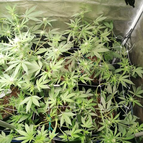 SmileySeeds Strawberry Banana #1 - 4 growlog photo: Before defoliation ✂️
