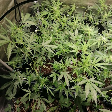 SmileySeeds Cosmic Cookies #1 - 4 growlog photo: Before defoliation ✂️ front row featuring some mothers for the next run 🌱