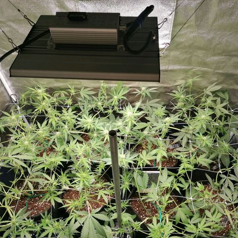 SmileySeeds Cosmic Cookies #1 - 4 growlog photo: After defoliation 😈 and not shy with it ✂️ topdress tomorrow because it's quite late and there's work tomorrow! 