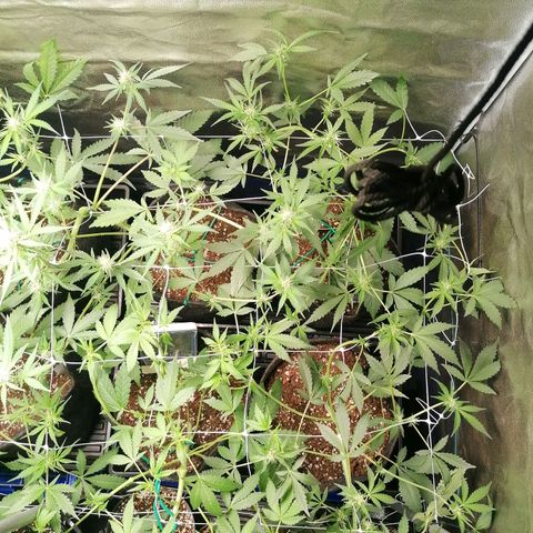 SmileySeeds Strawberry Banana #1 - 4 growlog photo: After defoliation ✂️🍂