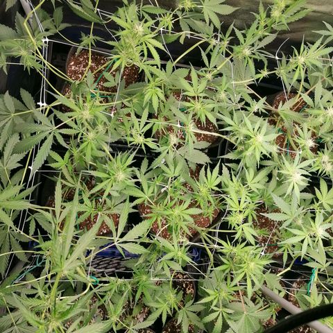 SmileySeeds Cosmic Cookies #1 - 4 growlog photo: After defoliation ✂️🍂