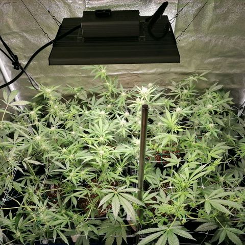 SmileySeeds Cosmic Cookies #1 - 4 growlog photo: Before a nearlast defoliation ✂️
