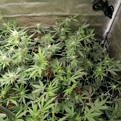 SmileySeeds Strawberry Banana #1 - 4 growlog photo: Before ✂️🍂