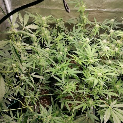 SmileySeeds Cosmic Cookies #1 - 4 growlog photo: Before defoliation ✂️🍂
