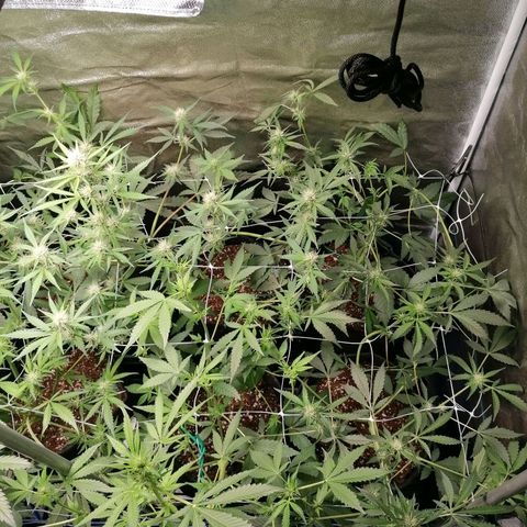 SmileySeeds Strawberry Banana #1 - 4 growlog photo: After ✂️🍂