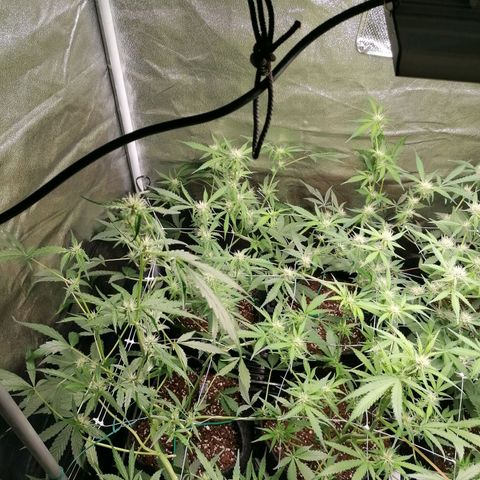 SmileySeeds Cosmic Cookies #1 - 4 growlog photo: After ✂️🍂