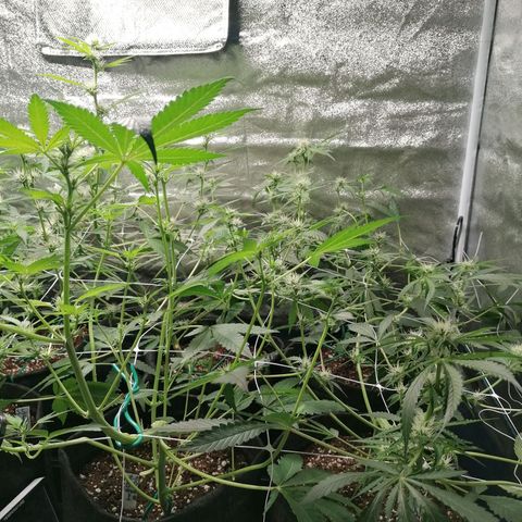 SmileySeeds Strawberry Banana #1 - 4 growlog photo: 2nd LED desperately needs to be introduced 🕶️