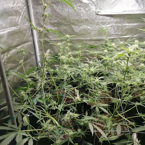 SmileySeeds Cosmic Cookies #1 - 4 growlog photo: Single lateral branch left to stretch after initial scrog training 🦒 without regret! 