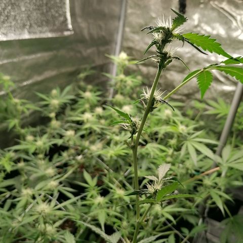 SmileySeeds Cosmic Cookies #1 - 4 growlog photo: Would make for an awesome wallpaper but disapproving of those dark corners 🕶️