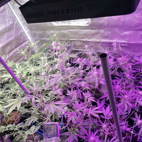 SmileySeeds Cosmic Cookies #1 - 4 growlog photo: Wholesaler was out of stock so a double of existing LED was ordered weeks ago from a third party supplier who forgot to update their site and/or inform me they're out of stock too 🙃 so we make do having to sacrifice a (much less efficient) blurple LED from another setup.

2nd LED installed atleast! 🕶️