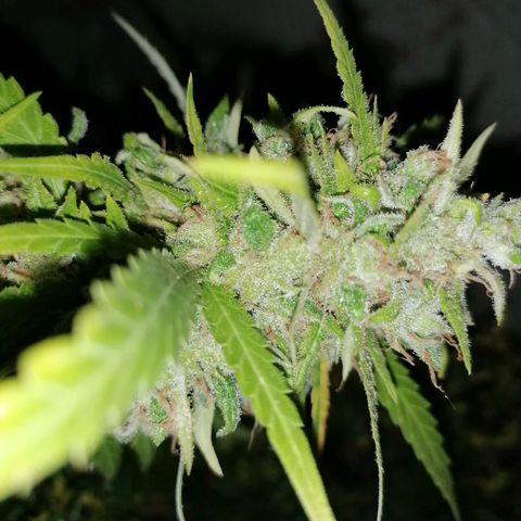 SmileySeeds Cosmic Cookies #1 - 4 growlog photo: Grapefruit Punch F1 #1 🍇🍊😍 day 92 flower 25 / 05 ⏳ lowest lateral branch. 