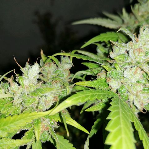 SmileySeeds Cosmic Cookies #1 - 4 growlog photo: Grapefruit Punch F1 #1 🍇🍊😍 day 92 flower 25 / 05 ⏳ lowest lateral branch. 