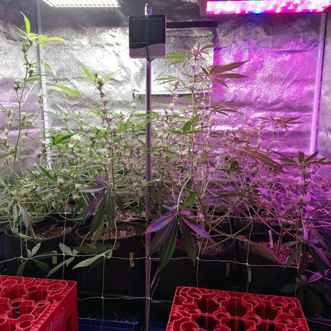 SmileySeeds Cosmic Cookies #1 - 4 growlog photo: Nearlast handwatering past runoff to begin bottom feeding again ↘️🌱↙️ nearly on autopilot 🫡