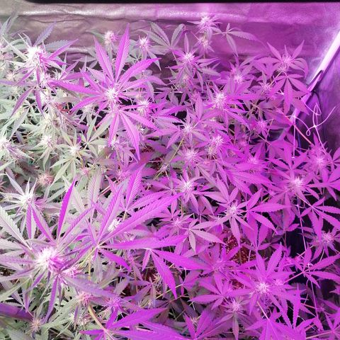 SmileySeeds Strawberry Banana #1 - 4 growlog photo: Before last major defoliation until harvest ✂️🍂