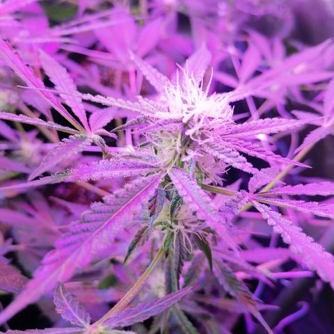SmileySeeds Strawberry Banana #1 - 4 growlog timeline photo