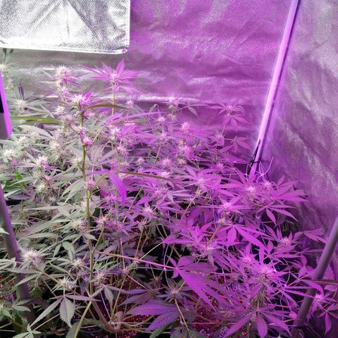 SmileySeeds Strawberry Banana #1 - 4 growlog photo: Before last major defoliation until harvest ✂️🍂