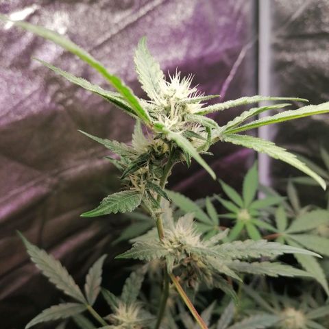 SmileySeeds Cosmic Cookies #1 - 4 growlog photo: Before last major defoliation until harvest ✂️🍂