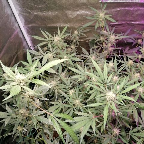 SmileySeeds Cosmic Cookies #1 - 4 growlog photo: Before last major defoliation until harvest ✂️🍂
