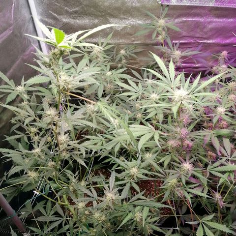 SmileySeeds Cosmic Cookies #1 - 4 growlog photo: Before last major defoliation until harvest ✂️🍂
