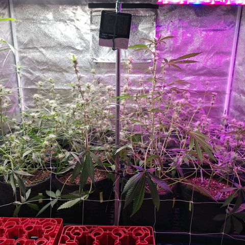 SmileySeeds Cosmic Cookies #1 - 4 growlog photo: After 😲👍