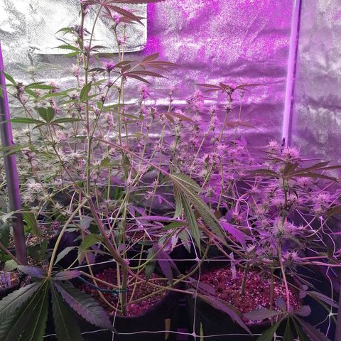 SmileySeeds Strawberry Banana #1 - 4 growlog photo: After ✂️🍂😲👍