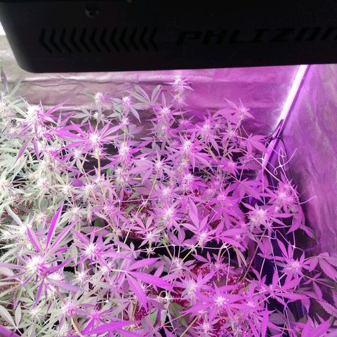 SmileySeeds Strawberry Banana #1 - 4 growlog photo: After ✂️🍂😲👍