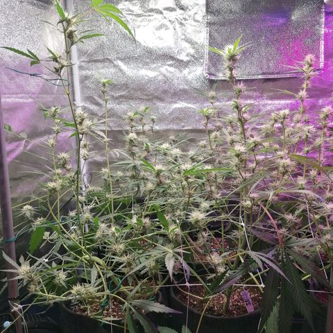 SmileySeeds Cosmic Cookies #1 - 4 growlog photo: After ✂️🍂😲👍