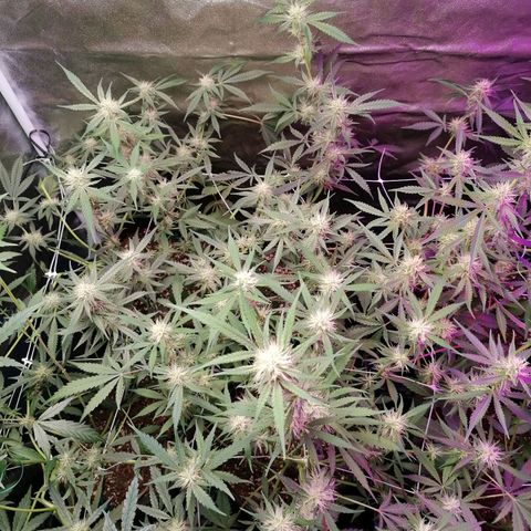 SmileySeeds Cosmic Cookies #1 - 4 growlog photo: After ✂️🍂😲👍