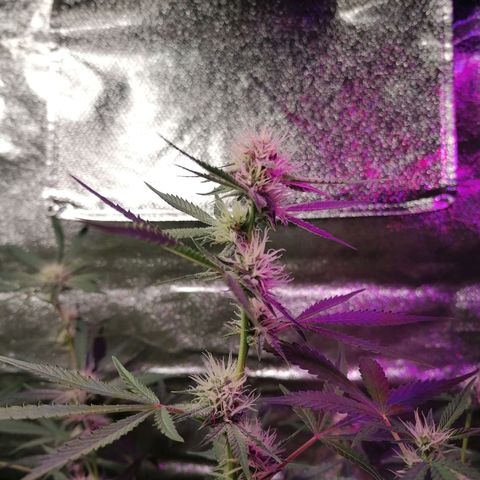 SmileySeeds Strawberry Banana #1 - 4 growlog photo: 120W LED going to be maxed out after seeing central plants favouring the other's intensity 🕶️